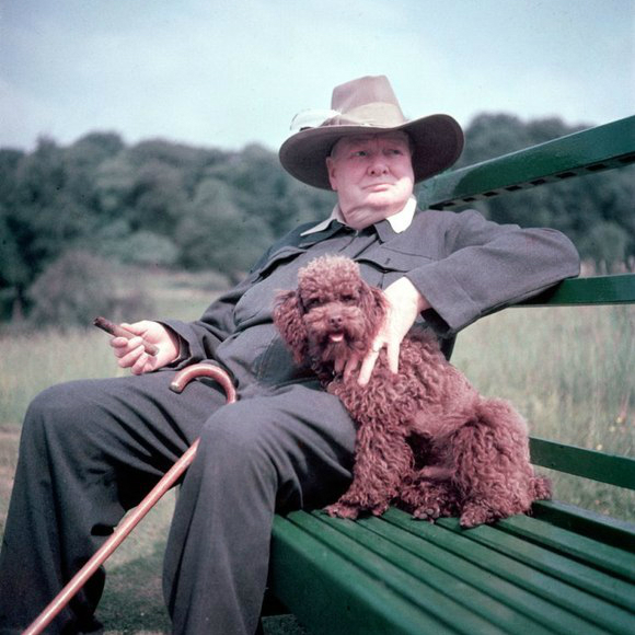 Уинстон Черчилль и его собака Руфус. (Чартвелл, 1950 год)